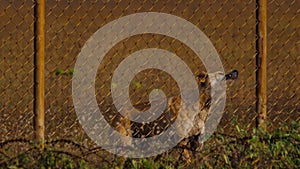 Dog behind a metal fence