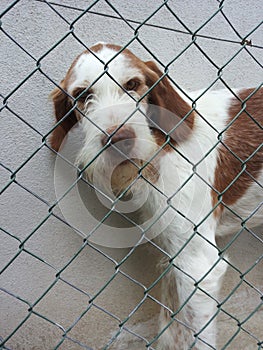 Dog behind a net