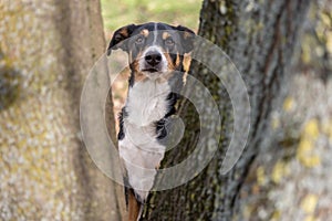 Dog behind a tree, appenzeller sennenhund