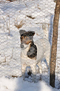 Dog behind wire fence