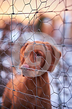 Dog behind wire fence