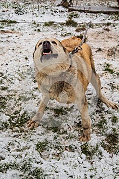 Dog beige in the yard on a chain amid the grass in the snow growls