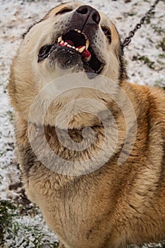 Dog beige in the yard on a chain amid the grass in the snow growls