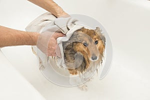 Dog being dryed with a towel by a grooming after being washed in a bath