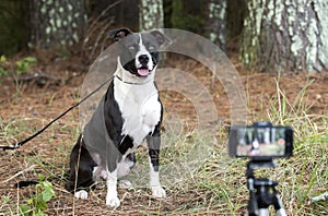 Dog being filmed and photographed for animal shelter pet adoption website