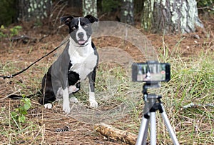 Dog being filmed and photographed for animal shelter pet adoption website