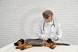 Dog being injected in tail by vet.