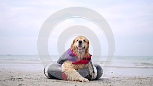 Dog being punished for bad behavior. Golden Retriever relaxing on summer beach