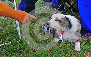 Dog being scolded