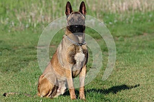 Dog - Belgian Malinois