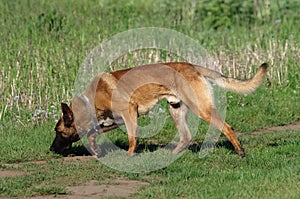 Dog - Belgian Malinois