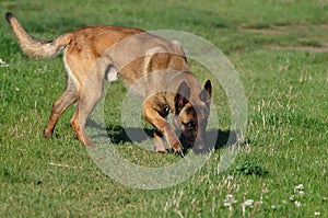 Dog - Belgian Malinois