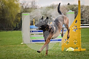 Dog belgian malinois is running agility race.