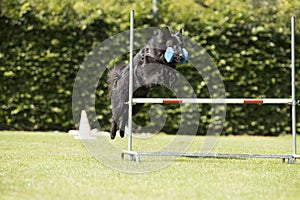 Dog, Belgian Shepherd Groenendael, obedience jumping with dumbbell