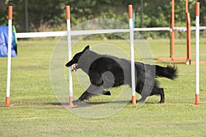 Dog, Belgian Shepherd Groenendael, weave poles agility