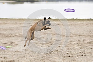 Dog, Belgian Shepherd Malinois, jumping for disk