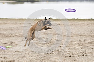 Dog, Belgian Shepherd Malinois, jumping for frisbee