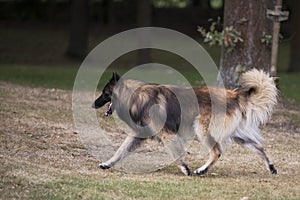 Dog, Belgian Shepherd Tervuren, running