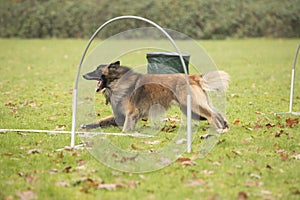 Dog, Belgian Shepherd Tervuren, running in hooper competition