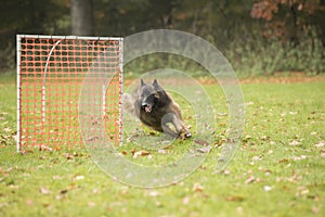 Dog, Belgian Shepherd Tervuren, running in hooper competition