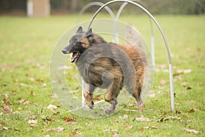 Dog, Belgian Shepherd Tervuren, running in hooper competition