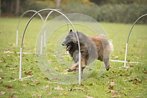 Dog, Belgian Shepherd Tervuren, running in hooper competition