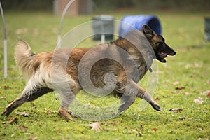 Dog, Belgian Shepherd Tervuren, running in hooper competition