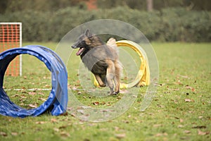 Dog, Belgian Shepherd Tervuren, running in hooper competition