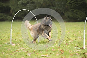 Dog, Belgian Shepherd Tervuren, running in hooper competition