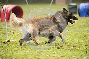 Dog, Belgian Shepherd Tervuren, running in hooper competition