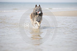 Dog, Belgian Shepherd Tervuren, running in the ocean