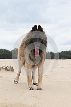 Dog, Belgian shepherd Tervuren, standing on sand
