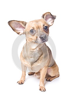 Dog with a bent ear