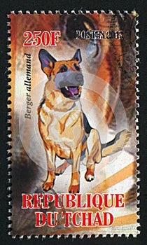 Dog berger allemand