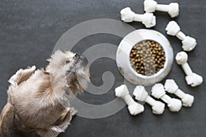 Dog besides a bowl of kibble food