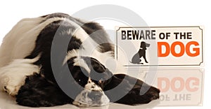 Dog with beware of dog sign photo