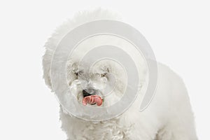A dog of Bichon frize breed isolated on white color