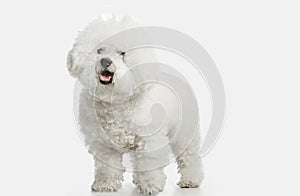 A dog of Bichon frize breed isolated on white color