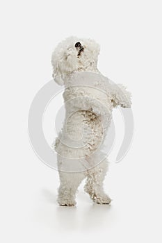 A dog of Bichon frize breed isolated on white color