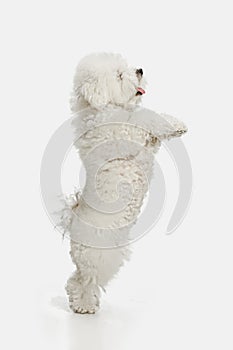 A dog of Bichon frize breed isolated on white color