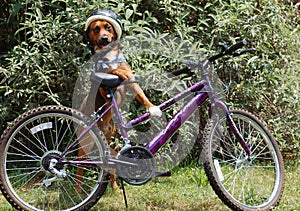 Dog and Bicycle