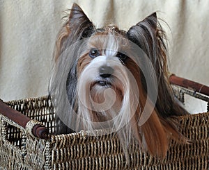 dog Biewer Yorkshire Terrier