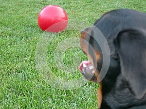 Dog and Big Ball