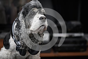 A dog in big black wireless headphones