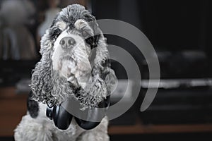 A dog in big black wireless headphones