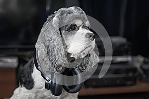 A dog in big black wireless headphones