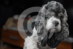 A dog in big black wireless headphones