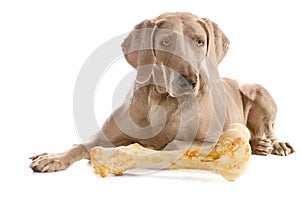 Dog with big bone over white