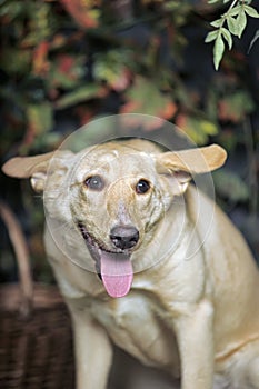 Dog with big ears