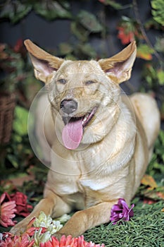 Dog with big ears